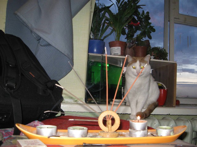 Коты и Кошки