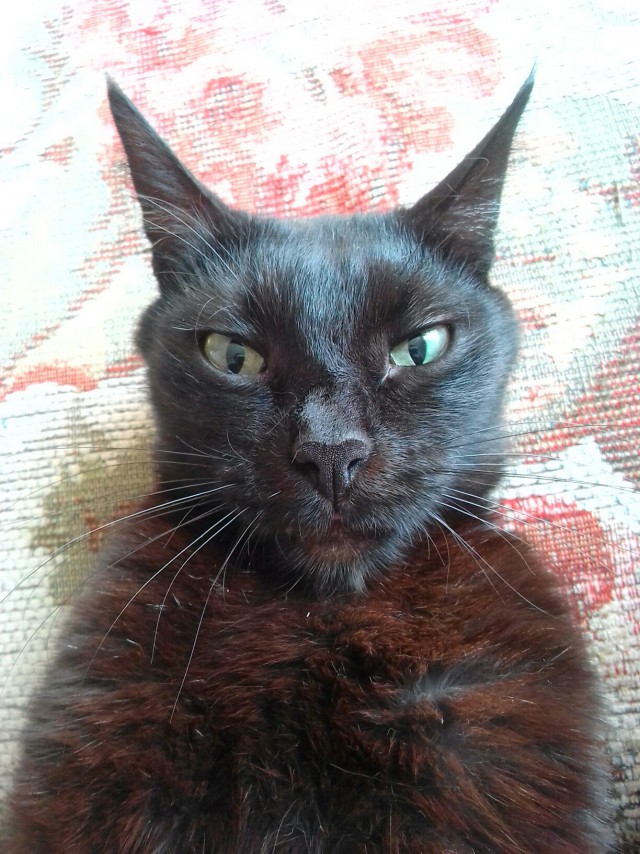 Коты и Кошки