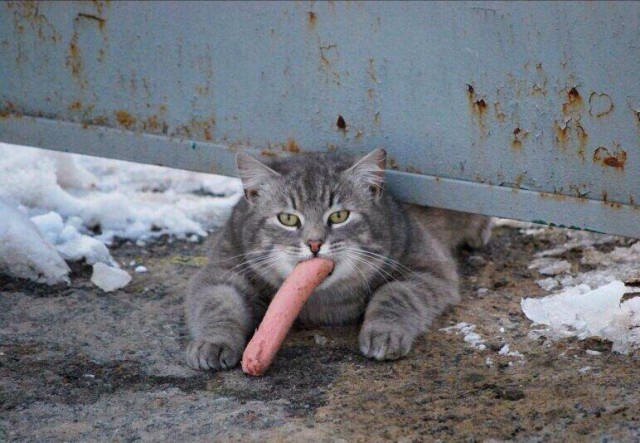 Коты и Кошки