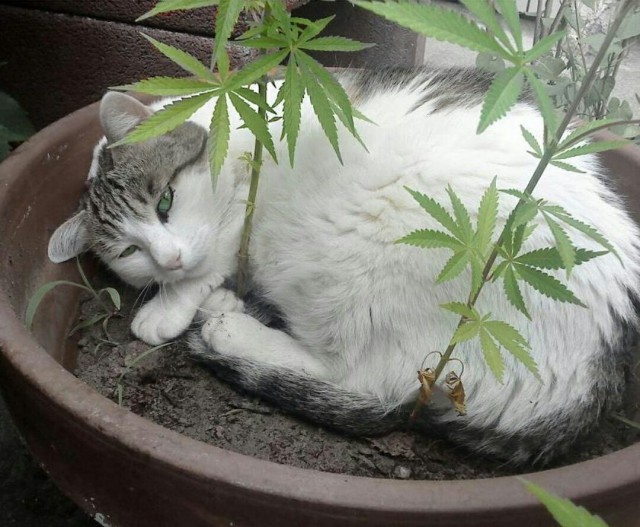 Прикольных котов пост