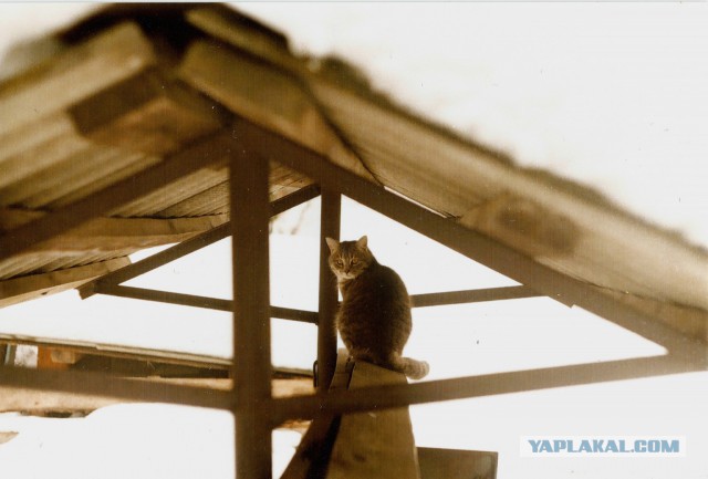 Котовторник 29.5.18