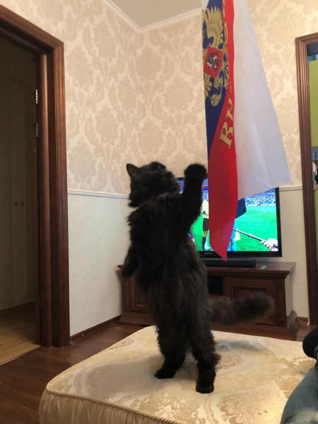Прикольных котов пост