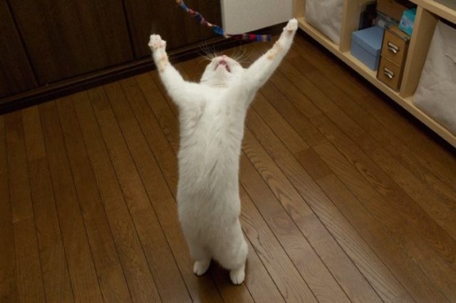 Уррааа! Котомет на ЯПлакалъ.