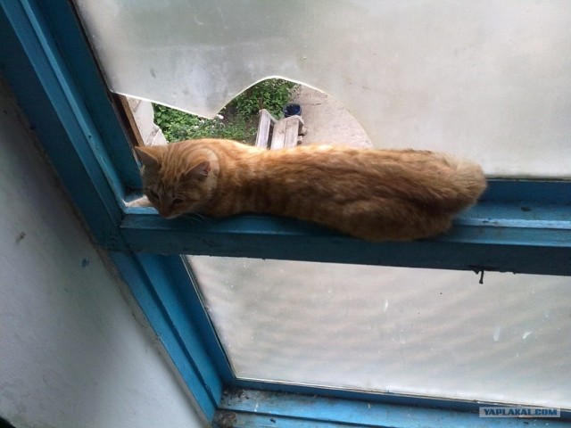 А как же Котовторник?!
