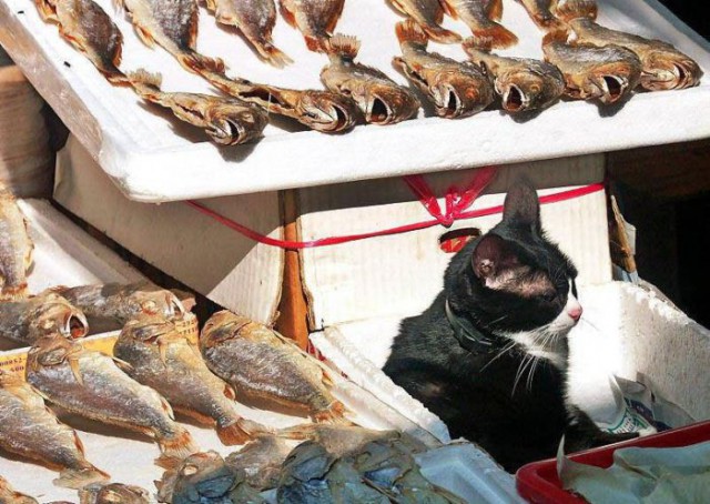 Прикольных котов пост