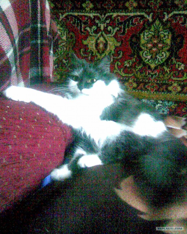 Выставка кошек