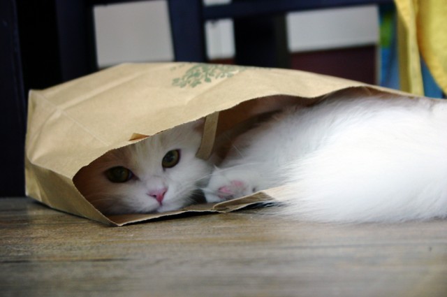 It's Catursday Fever! (Котовторник)