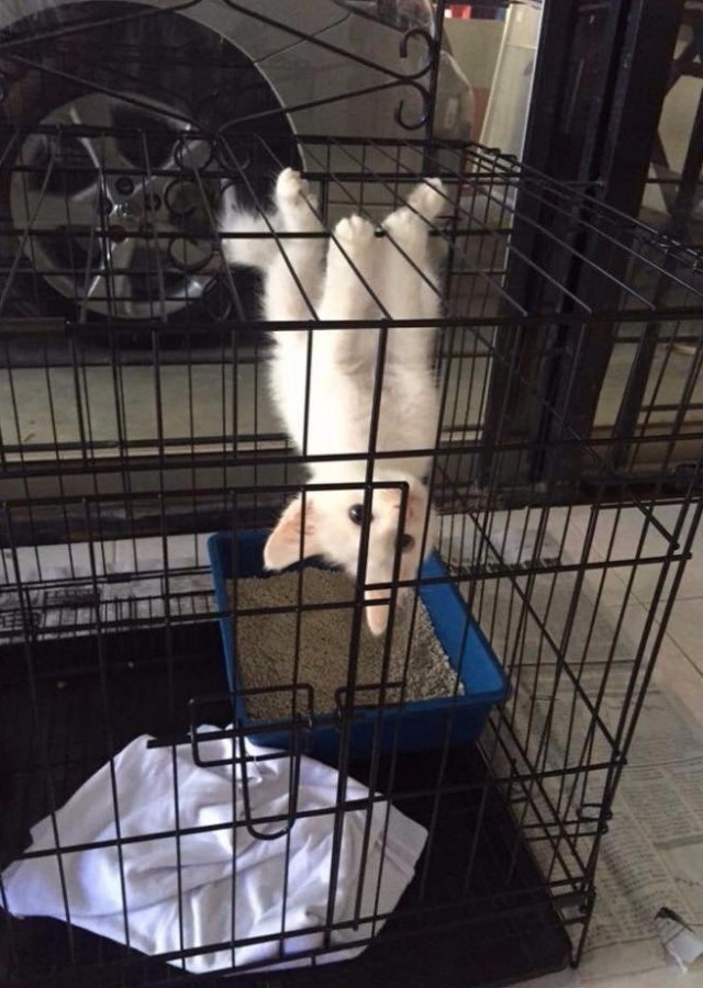 Немного милоты