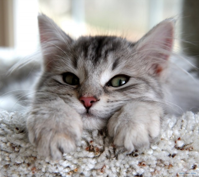 Супер-котофото на котовторник