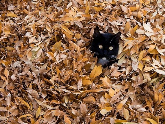 Котовторник! 11.10.11