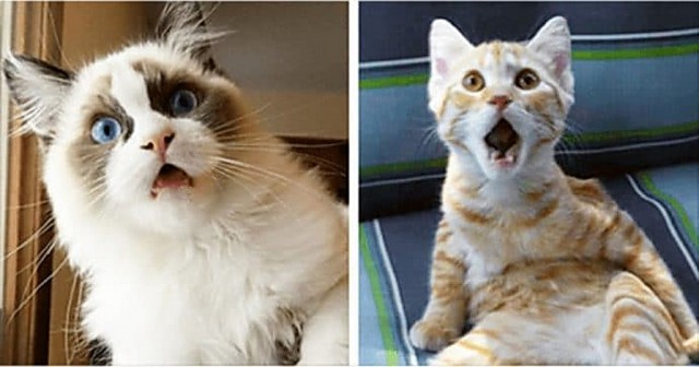 Прикольных котов пост
