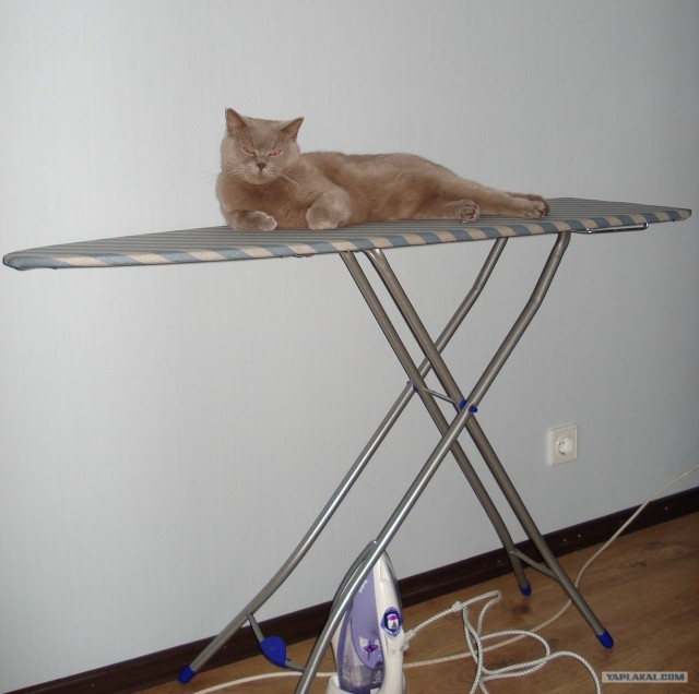 Ну и где ваш котовторник?