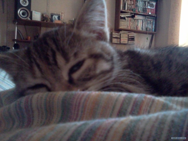 Котовторник (07.02.2012)