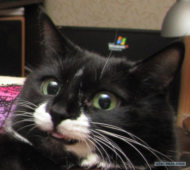 Котовторник 27.03.2012