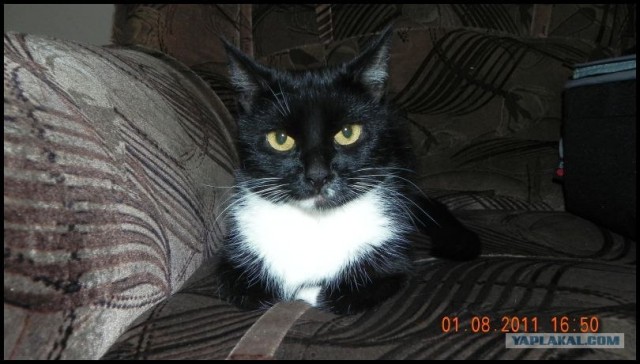 Котовторник  от 3.04.2012