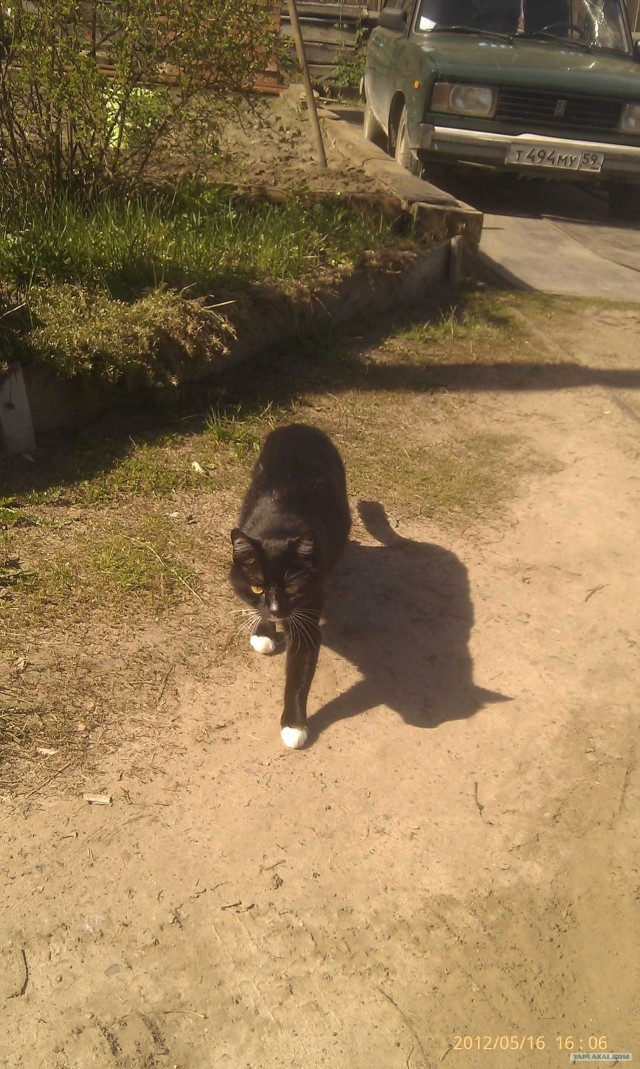 Котовторник 29.05.2012