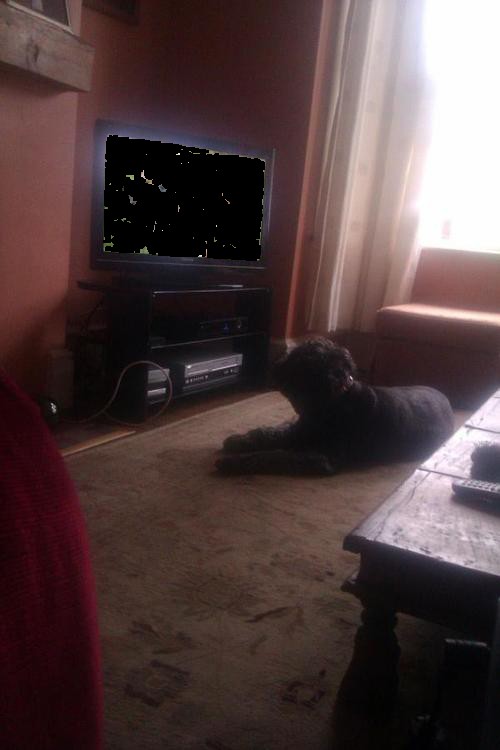 Оставил собакена на 5 минут