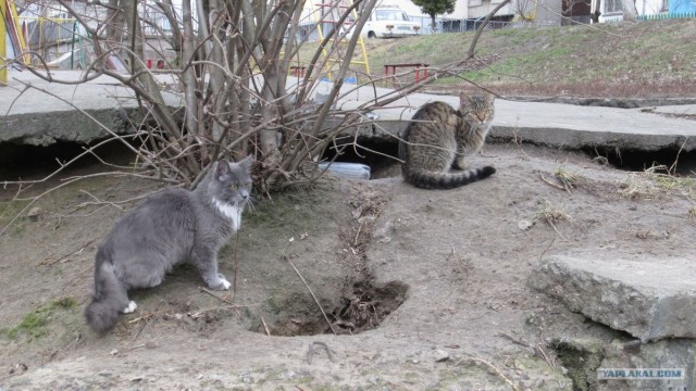 Котовторник 31.07.2012 г.