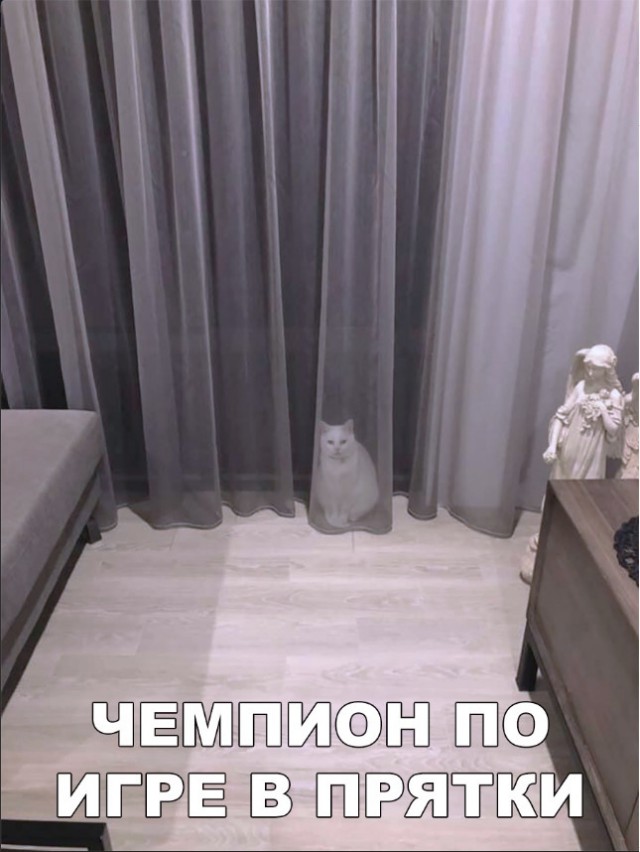 Забавные фото котеек