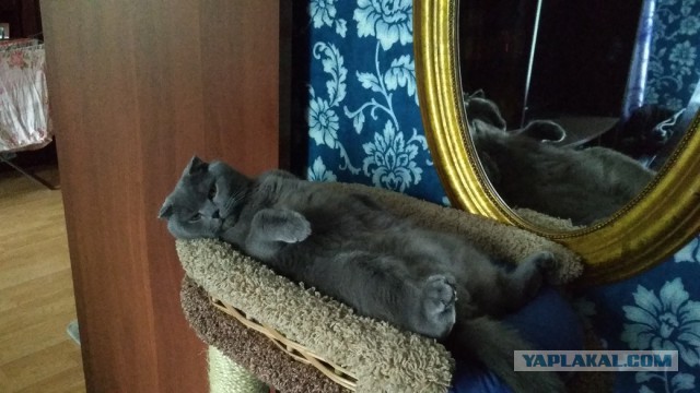 КОТЭдж. Или как я недвижимость кошке делал