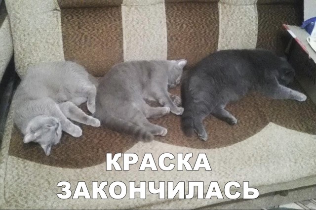 Забавные фото котеек
