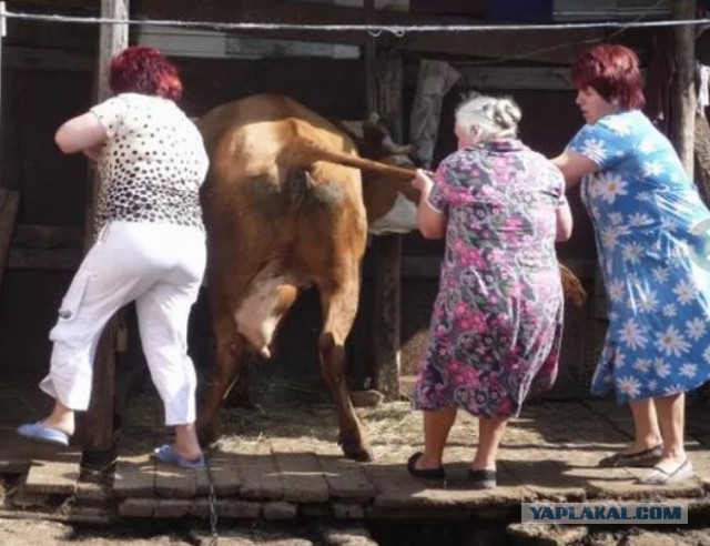 Деревенские приколы