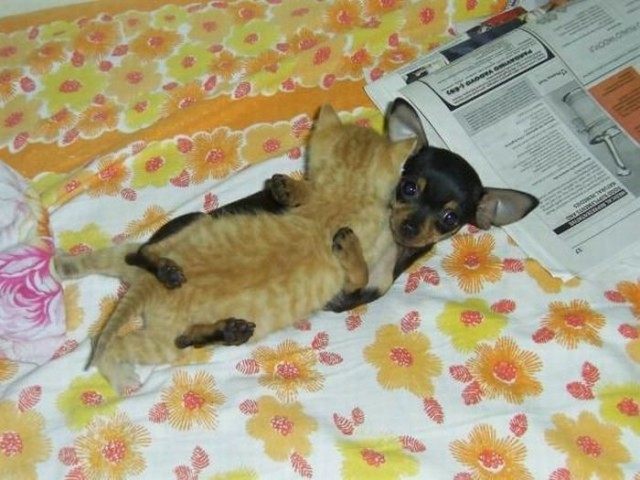 Уже не котовторник, но еще и не собакочетверг