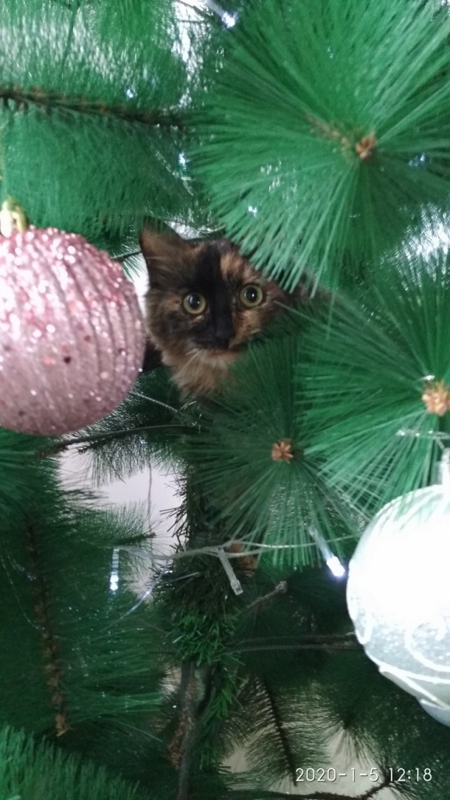 Котовторник 28.01.2020