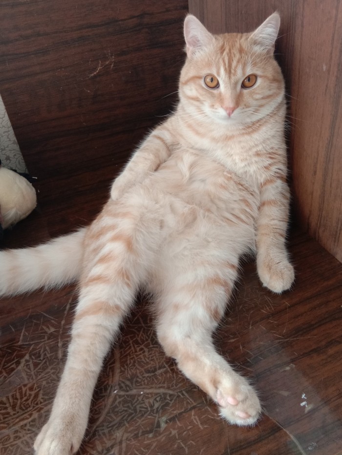 Отданные даром. К котовторнику