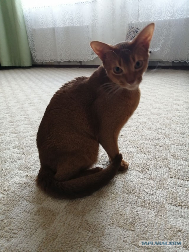 ̶К̶о̶р̶о̶н̶  Котовторник!