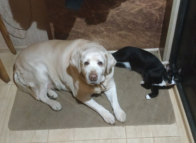 Давайте по котикам, которые с нами на самоизоляции