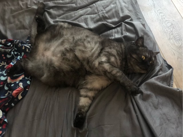 Я держался до последнего... но согласился на котенка