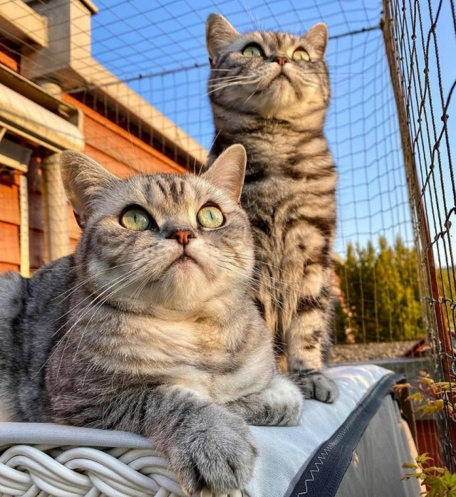 Эти забавные животные