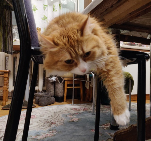 Не на всякого кота гравитация может воздейстовать! Им вообще плевать на законы физики
