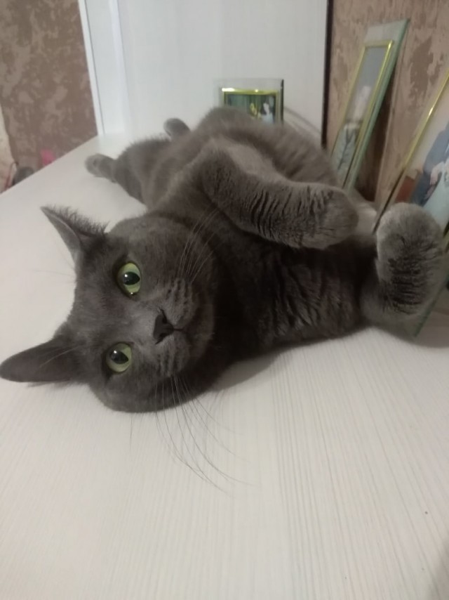 Эти забавные животные