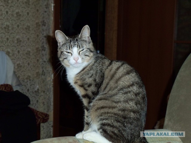 Моя красотка