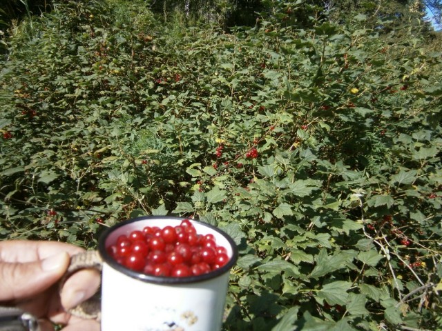 На конягах по Алтаю