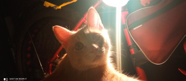 Котовторник. Добавляйте своих