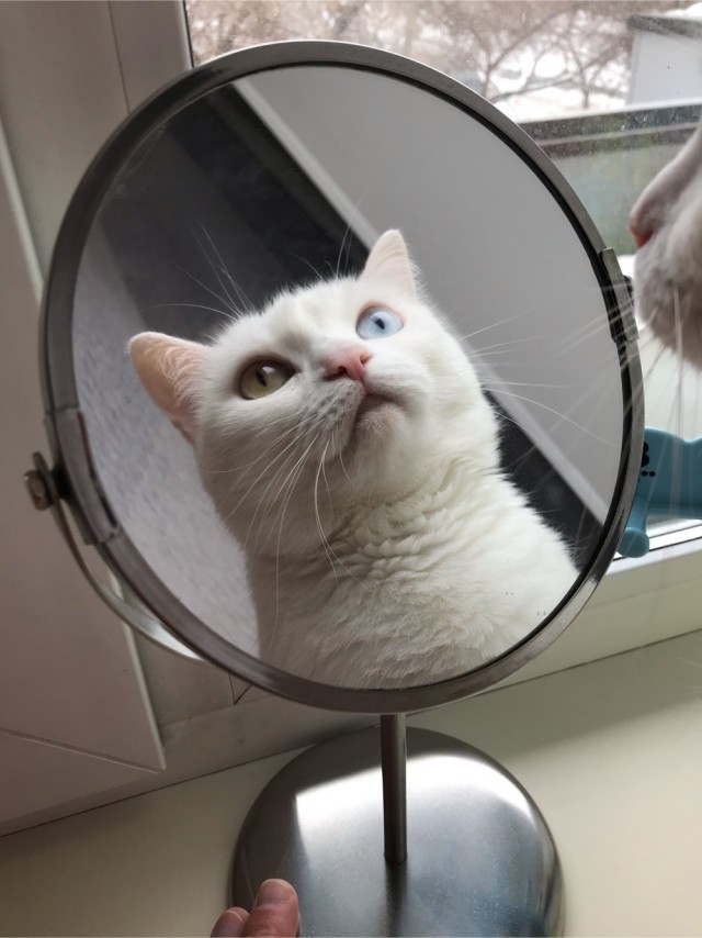 Жизнь домашнего приюта "Котоленд" 269