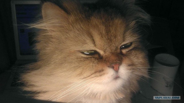 Вот ведь падла!