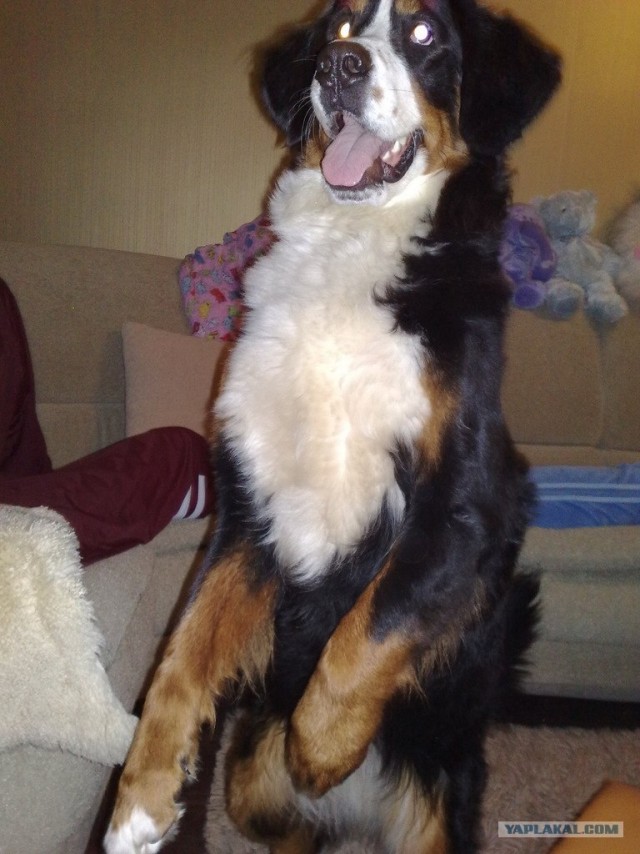 Все из рыбы!