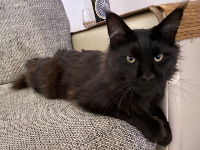 Котовторник