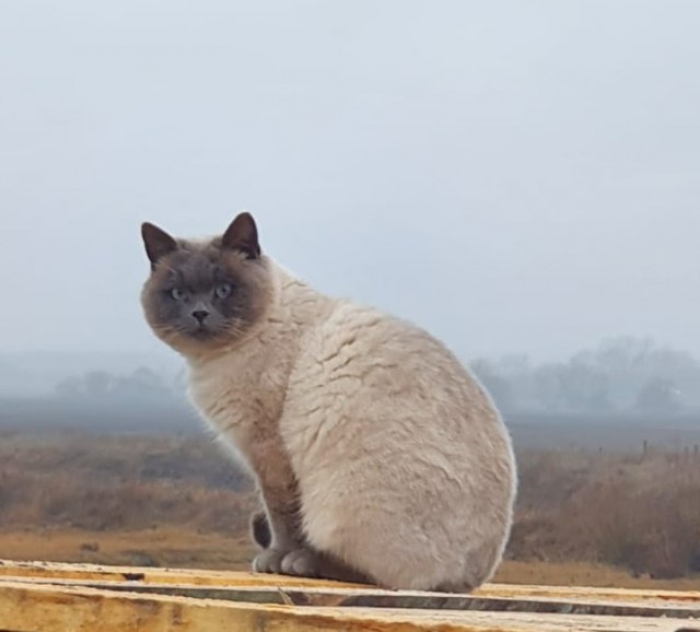 Вторник. Котэ. Пора
