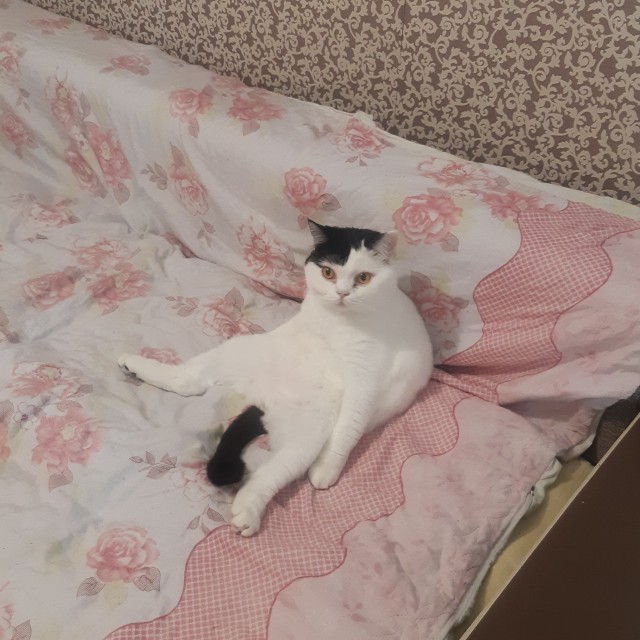 Первый котовторник 2022