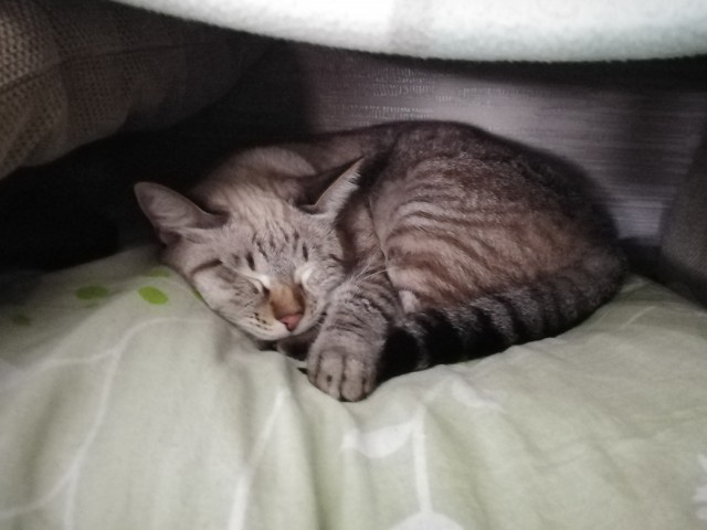 Котовторник. Февраль