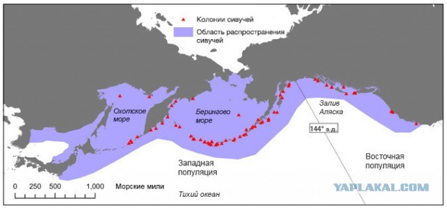 «Борян, лети сюда!»: Сивуч Боря стал лучшим другом мурманских моряков