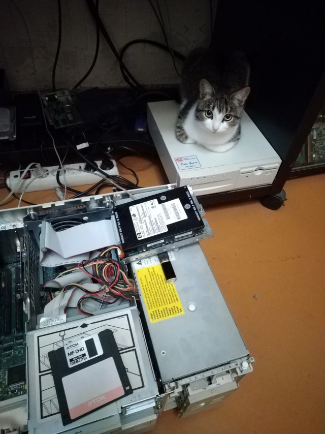 Котовторник - по расписанию!