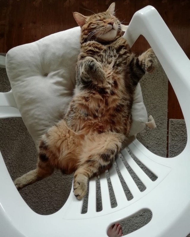 Котовторник