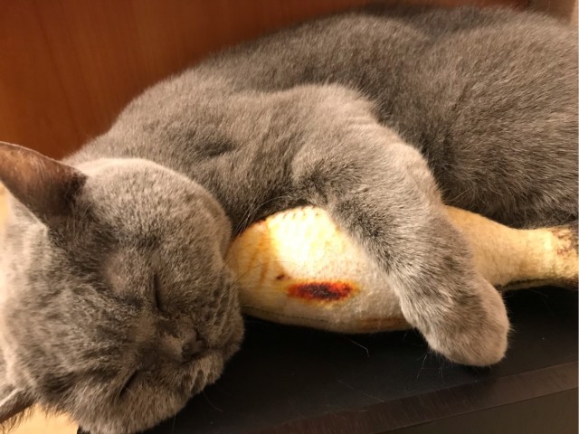 Иногда коту просто нужно давать леща