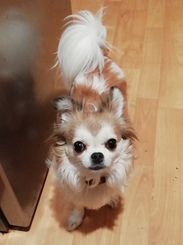 У кого какие животные? (Про мужей чур не писать)